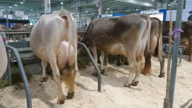Крс оптом купить корову нетель бурая швицкая порода из Европы племенной скот с доставкой смотреть онлайн