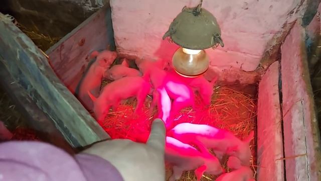 Теперь точно не замёрзнут. смотреть онлайн