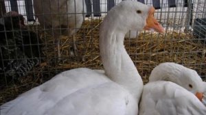 Содержание гусей летом и зимой | Бизнес идея выгодной гусиной фермы | Птицеводство