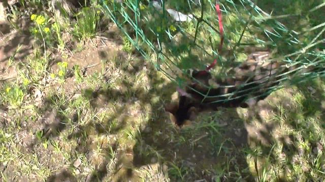 Питомник Www.bengalovod представляет ролик 