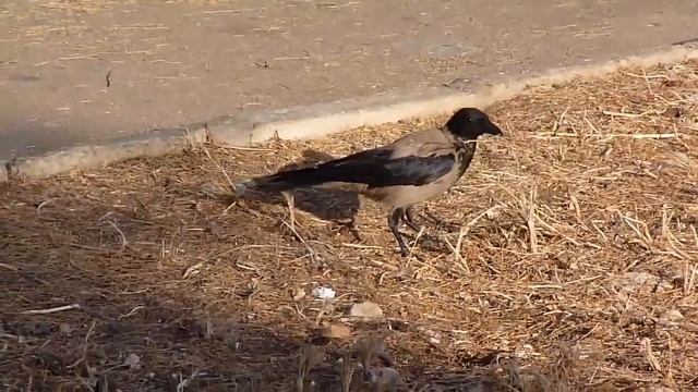 Запасливая ворона : )) Thrifty a raven : )) смотреть онлайн