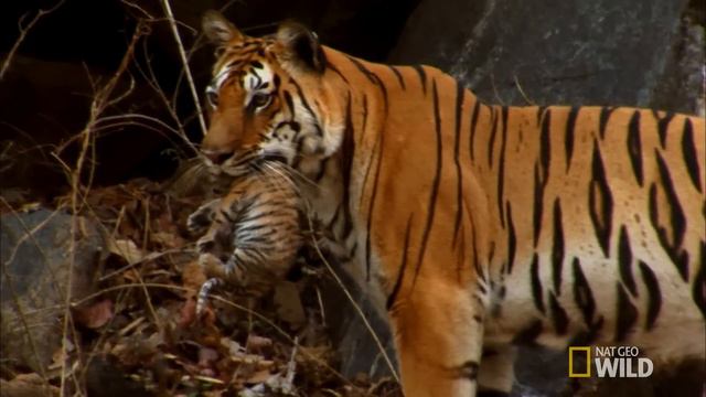Tiger Cub Escape | Secret Life Of Tigers