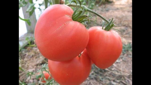 Самый лучший томат в мире 2023 г.!Высокоурожайный, сладкий и вкусный томат ВОЛОВЬЕ СЕРДЦЕ МАЛИНОВОЕ смотреть онлайн