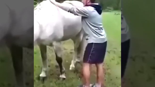 Агрессивные лошади в мире смотреть онлайн