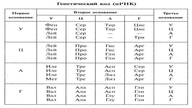 Биосинтез белка. Трансляция информации с мРНК. Реализация генетической информации. смотреть онлайн