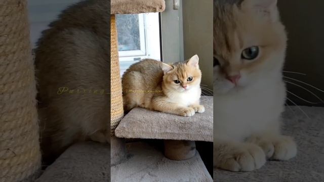 Лениво играть✨☀✨когда уже наигралась... Золотая шиншилла, котенок (кошка) смотреть онлайн