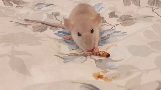 Крыса ест зофобаса. Живое кормление. ? смотреть онлайн