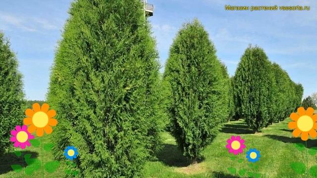 Туя западная веймар. Краткий обзор, описание характеристик, где купить саженцы thuja occidentalis смотреть онлайн