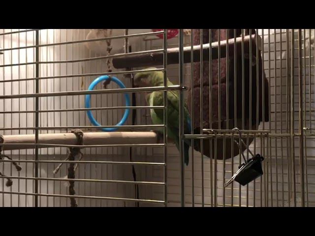 неразлучник разговаривает смотреть онлайн