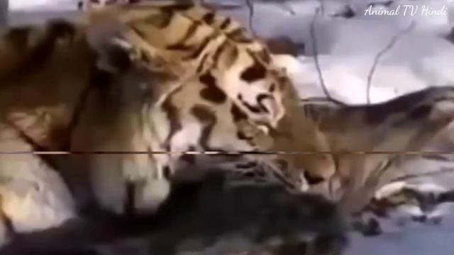 Siberian Tiger vs Komodo Dragon - Who is Stronger смотреть онлайн