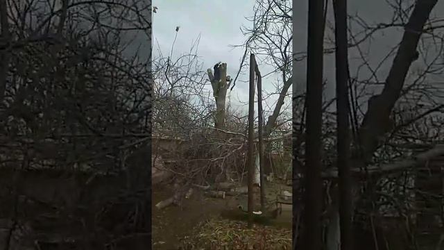 Как убрать старый орех. Спил ореха. смотреть онлайн