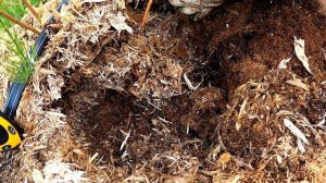 Сохнет куст голубики. В чем проблема