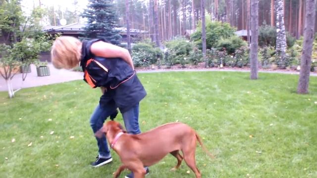 Школа Дрессировки собак. Как правильно воспитывать свою собаку