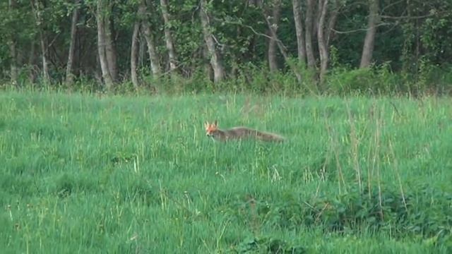 Лисья поляна смотреть онлайн