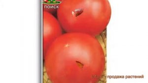 Томат обыкновенный Ирина F1 (irina-f1) ? томат Ирина F1 обзор: как сажать семена томата Ирина F1