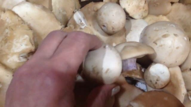 ОСЕННЯЯ ПОРА!ГРИБОВ ОЧАРОВАНЬЕ! смотреть онлайн