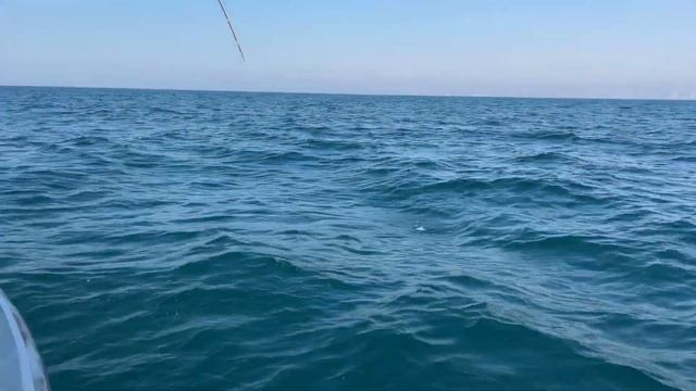 Поймали Акулу в Дубае