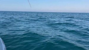 Поймали Акулу в Дубае