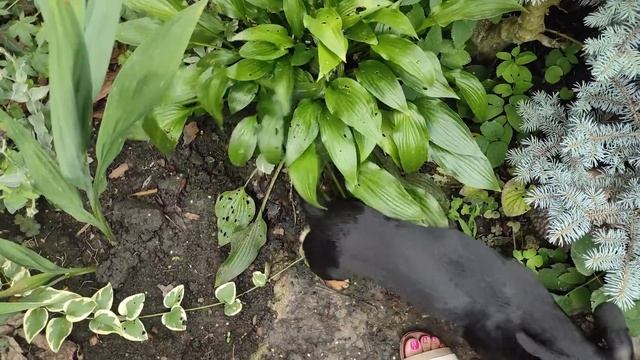 ЦВЕТУТ ЛИЛИИ Прогулка по саду 5 июля2022 ЮЖНЫЙ ЭКЗОТИЧЕСКИЙ САД Коллекция редких растений ОБЗОР САД смотреть онлайн