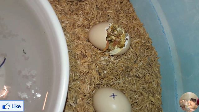 Hatching Chicken Eggs Results || Day 18 || DIY Homemade Incubator Results смотреть онлайн