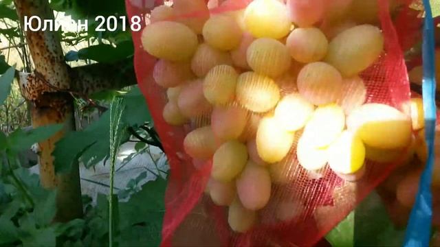 Виноград Юлиан 2018 средне- ранний. смотреть онлайн