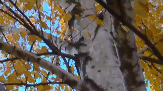 Скоро осень господа.А.Саченков(cover) смотреть онлайн