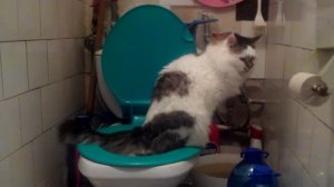 Кот ходит по нужде на унитаз. Как приучить кота к унитазу?