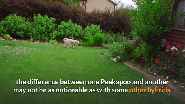Pekingese and Poodle Cross Breed (Peekapoo): A Complete Guide to Peekapoo Dog смотреть онлайн