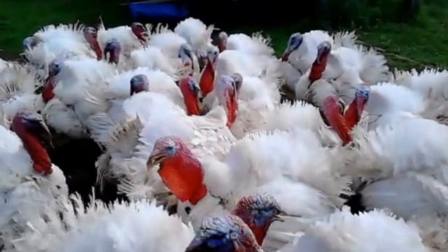 Индюки кричат смотреть онлайн