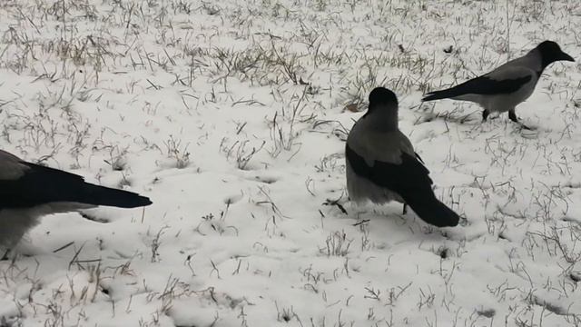 Молодые вороны и галки утром \ young crows and jackdaws in the morning смотреть онлайн