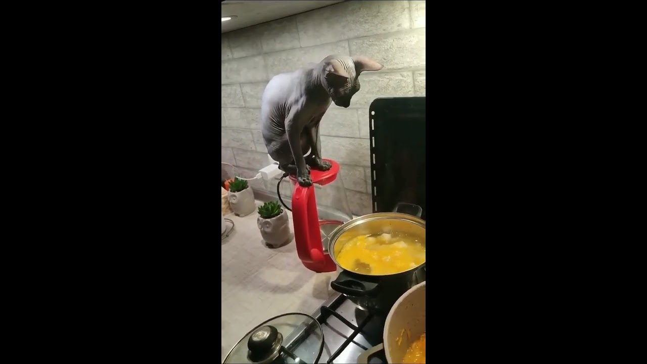 Сфинксы - супер Коты и Кошки