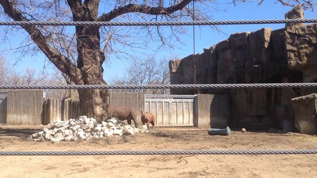 Baby Black Rhino, King & Mother, Kapuki смотреть онлайн