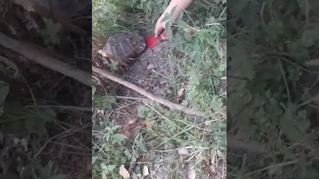 Нашли черепашку))) смотреть онлайн