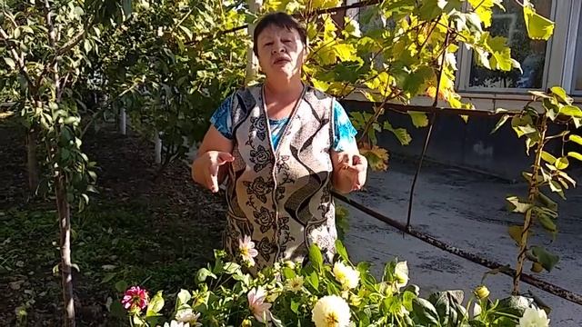 Однолетние георгины. смотреть онлайн