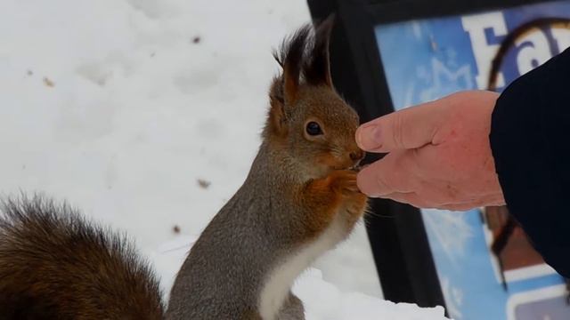 Бесстрашная белка. Прогулка по парку Кирова. Ижевск смотреть онлайн