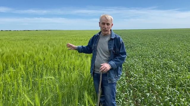 Ячмень и пшеница после Евролайтинга | Продолжаем наблюдение смотреть онлайн