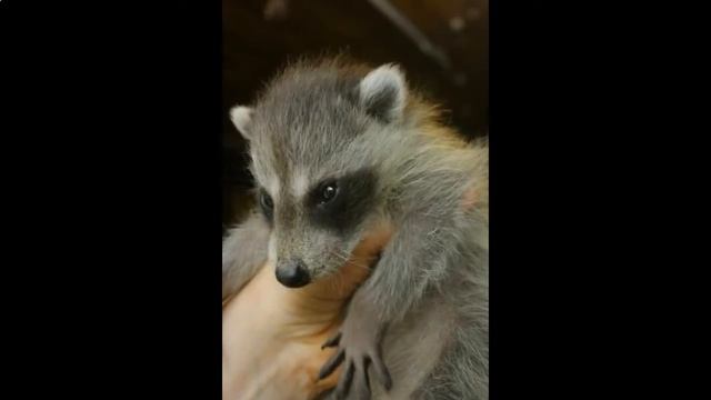 Дом енота + в Подмосквье, 8(916)702 11 08 смотреть онлайн