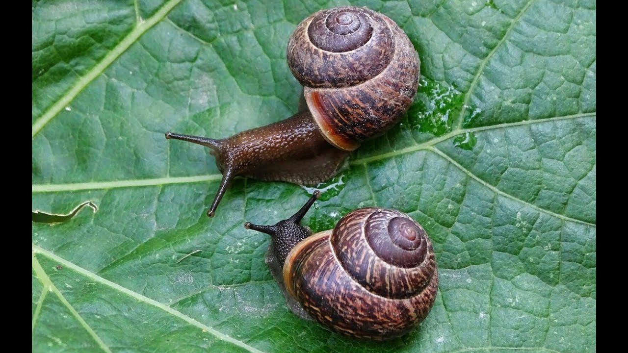 Лесная Белка кушает виноградную улитку, встреча с сородичами смотреть онлайн