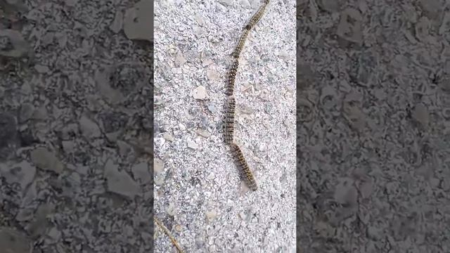 Ядовитые гусеницы в Испании смотреть онлайн