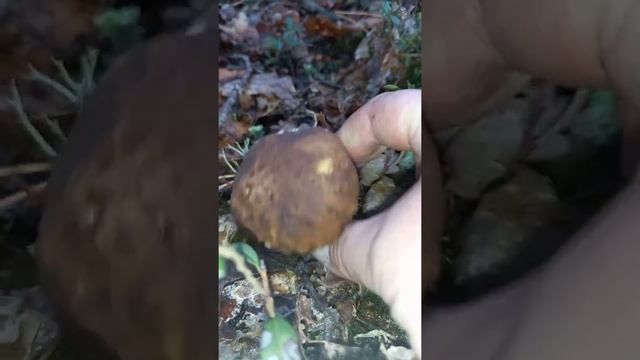 БОРОВИЧОК смотреть онлайн