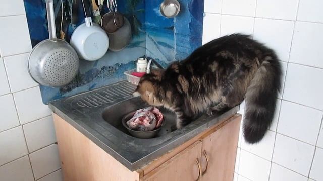 Питомцы Аргун К видео от 21 января 2018 г.mp4