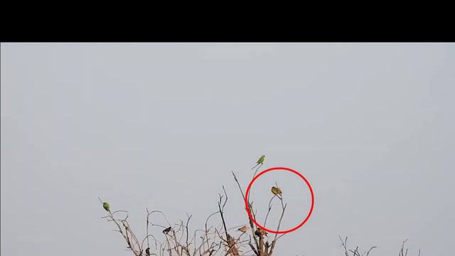 Green Pigeon Zooming How ? सामने पेड़ को zoom कर के देखा तो क्या दिखा ? смотреть онлайн