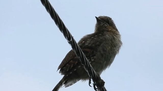 № 1524 20. 07. 2021 Вертишейка смотреть онлайн