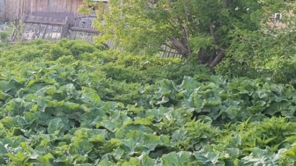 video5368661252589508851