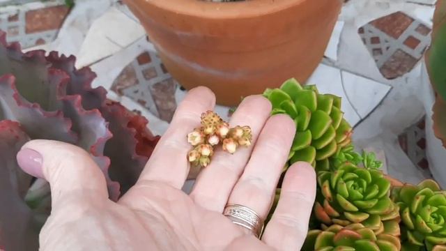 SUCULENTAS DE ROSETAS PEQUENAS EM VASOS DE BARRO E LATINHAS E FELIZ NATAL. смотреть онлайн