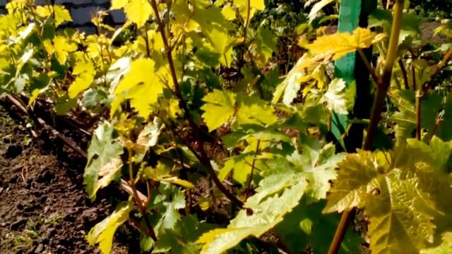 Подготовка к цветению винограда. Цветение винограда смотреть онлайн