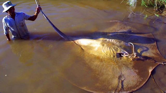 Топ 10 самые большие рыбы в мире смотреть онлайн