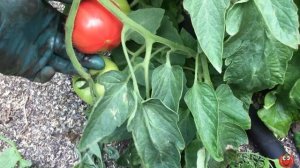 Обзор томата Хапинет на 25 мая!