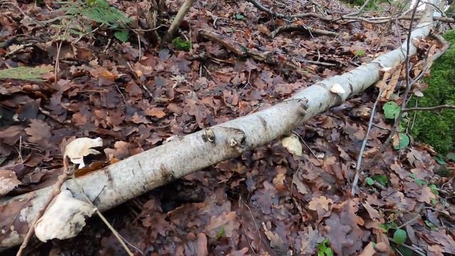 Birch Polypore Tea | Winter Foraging in the UK смотреть онлайн