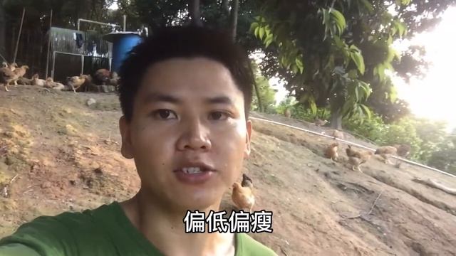 最近鴿子產量暴跌！養殖戶壓力山大！很有可能是這個原因！大意了 смотреть онлайн